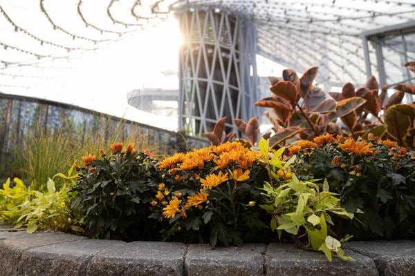 Mums at the Abundance display